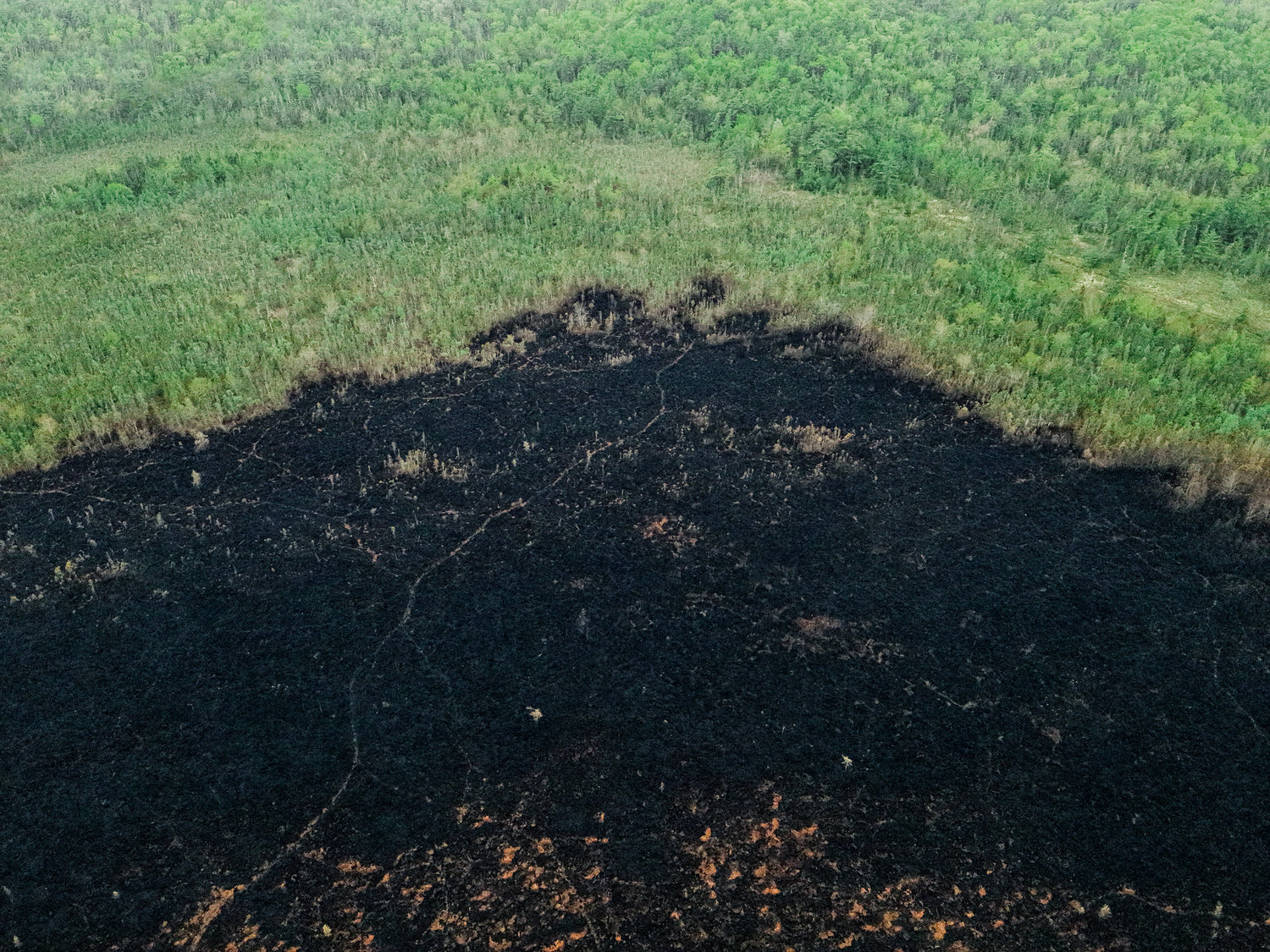 Aerial view of a half-burnt forest area